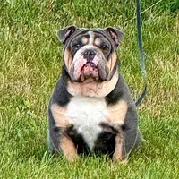 Bentley UK bloodline, a male English Bulldog for sale in Schenectady, NY – Photo 7 of 8