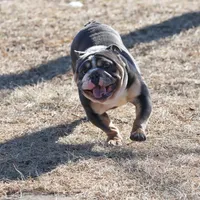 Bentley UK bloodline, a male English Bulldog for sale in Schenectady, NY – Photo 5 of 8