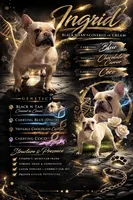 Laneigh, a female French Bulldog for sale in Schenectady, NY – Photo 2 of 3