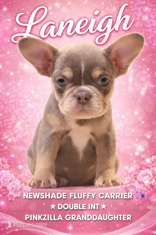 Laneigh, a female French Bulldog for sale in Schenectady, NY – Photo 1 of 3