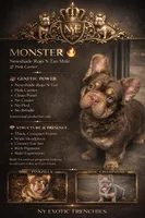 Laneigh, a female French Bulldog for sale in Schenectady, NY – Photo 3 of 3