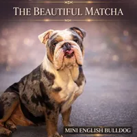Matcha, a female English Bulldog for sale in Schenectady, NY – Photo 2 of 2