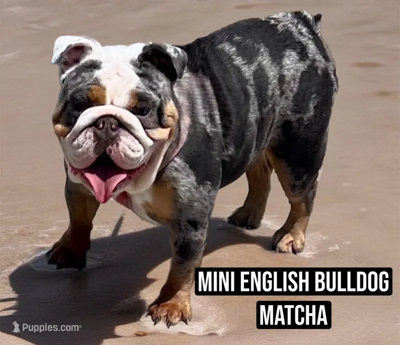 Matcha – English Bulldog puppy for sale in Schenectady, NY