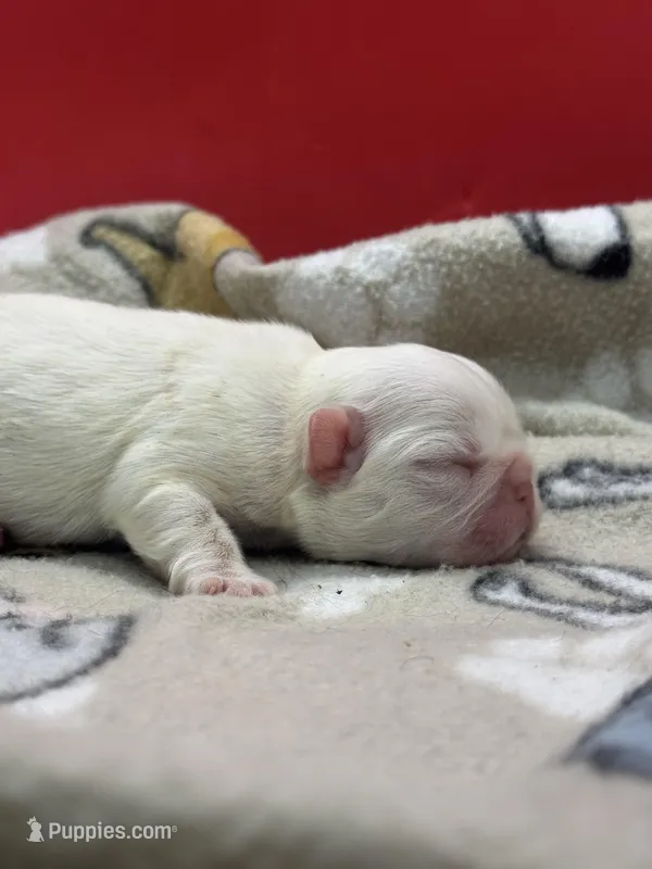 Full Fluffy – French Bulldog puppy for sale in Schenectady, NY