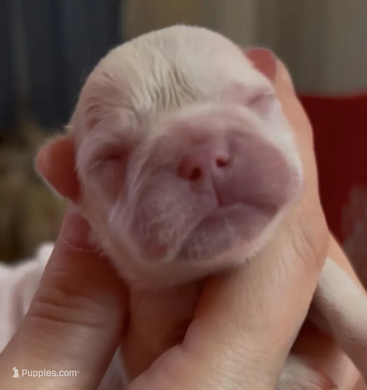 Full Fluffy – French Bulldog puppy for sale in Schenectady, NY