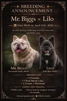 Full Fluffy, a female French Bulldog for sale in Schenectady, NY – Photo 3 of 3