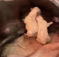 Full Fluffy, a female French Bulldog for sale in Schenectady, NY – Photo 2 of 3