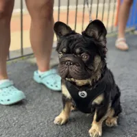 Spud UK Import Small REDUCED, a male French Bulldog for sale in Schenectady, NY – Photo 2 of 7