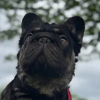 Spud UK Import Small REDUCED, a male French Bulldog for sale in Schenectady, NY – Photo 3 of 7