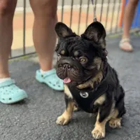 Spud UK Import Small REDUCED, a male French Bulldog for sale in Schenectady, NY – Photo 5 of 7