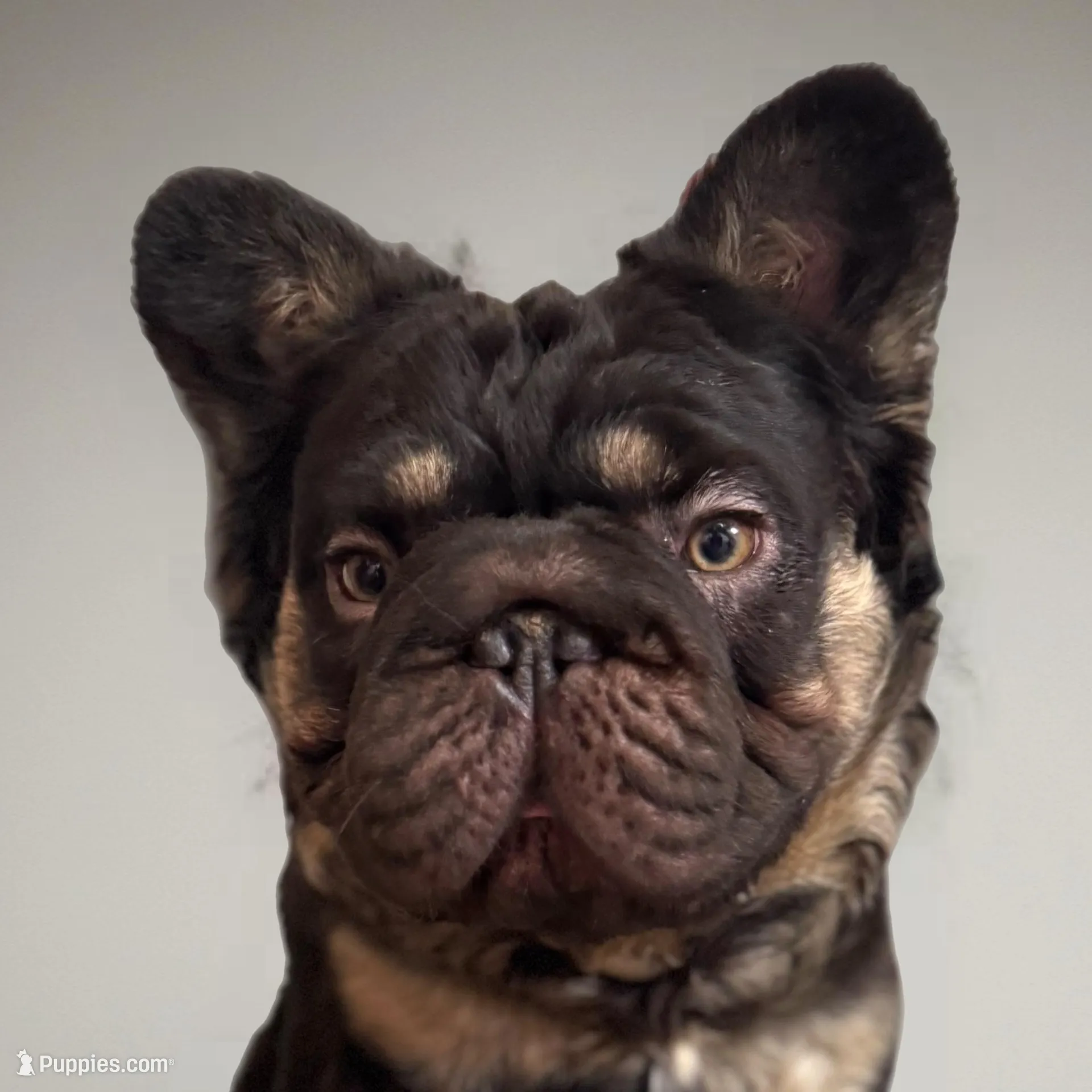 Spud UK Import Small