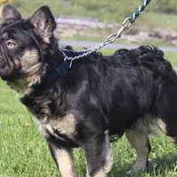 Spud UK Import Small REDUCED, a male French Bulldog for sale in Schenectady, NY – Photo 6 of 7