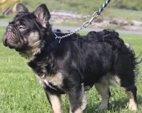 Spud UK Import Small, a male French Bulldog for sale in Schenectady, NY – Photo 6 of 7