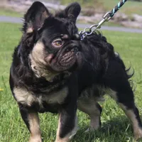 Spud UK Import Small REDUCED, a male French Bulldog for sale in Schenectady, NY – Photo 4 of 7