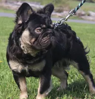 Spud UK Import Small, a male French Bulldog for sale in Schenectady, NY – Photo 4 of 7