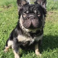 Spud UK Import Small REDUCED, a male French Bulldog for sale in Schenectady, NY – Photo 7 of 7