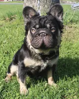 Spud UK Import Small, a male French Bulldog for sale in Schenectady, NY – Photo 7 of 7