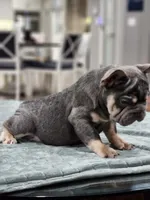 Big  Poppa, a male French Bulldog for sale in Schenectady, NY – Photo 2 of 2