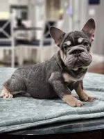 Big  Poppa, a male French Bulldog for sale in Schenectady, NY – Photo 1 of 2