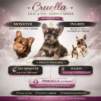 Cruella , a female French Bulldog for sale in Schenectady, NY – Photo 1 of 2