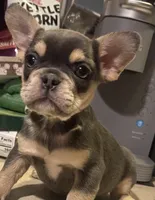 Cruella , a female French Bulldog for sale in Schenectady, NY – Photo 2 of 2