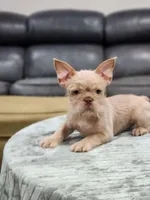 Wirehair, a male French Bulldog for sale in Schenectady, NY – Photo 1 of 3