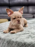 Wirehair, a male French Bulldog for sale in Schenectady, NY – Photo 2 of 3