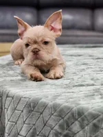 Wirehair, a male French Bulldog for sale in Schenectady, NY – Photo 3 of 3