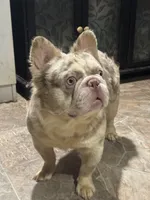 Mr. biggs, a male French Bulldog for sale in Schenectady, NY – Photo 5 of 5