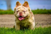 Mr. biggs, a male French Bulldog for sale in Schenectady, NY – Photo 4 of 5