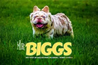 Mr. biggs, a male French Bulldog for sale in Schenectady, NY – Photo 3 of 5