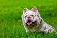 Mr. biggs, a male French Bulldog for sale in Schenectady, NY – Photo 2 of 5