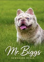 Mr. biggs, a male French Bulldog for sale in Schenectady, NY – Photo 1 of 5