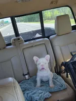 WireHair Full Pink, a male French Bulldog for sale in Schenectady, NY – Photo 4 of 5