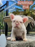 WireHair Full Pink, a male French Bulldog for sale in Schenectady, NY – Photo 5 of 5