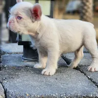 WireHair Full Pink, a male French Bulldog for sale in Schenectady, NY – Photo 3 of 5