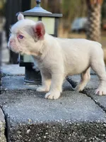 WireHair Full Pink, a male French Bulldog for sale in Schenectady, NY – Photo 3 of 4