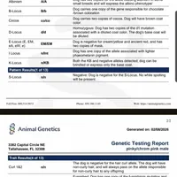 WireHair Full Pink, a male French Bulldog for sale in Schenectady, NY – Photo 2 of 5