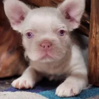 WireHair Full Pink, a male French Bulldog for sale in Schenectady, NY – Photo 1 of 5