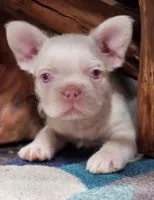 WireHair Full Pink, a male French Bulldog for sale in Schenectady, NY – Photo 1 of 4