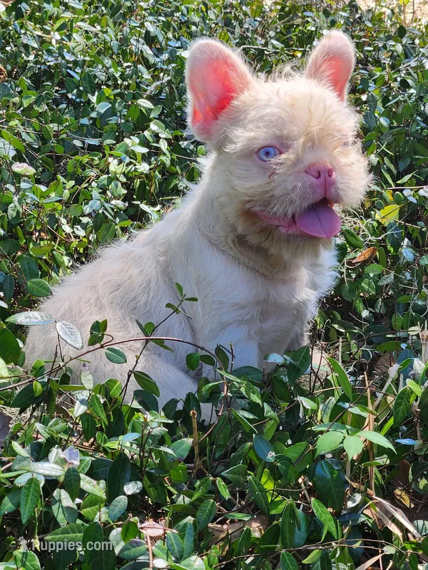 WireHair Full Pink – French Bulldog puppy for sale in Schenectady, NY