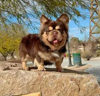 WireHair Full Pink, a male French Bulldog for sale in Schenectady, NY – Photo 4 of 4