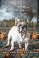 Pumpkin, a female French Bulldog for sale in Schenectady, NY – Photo 2 of 2