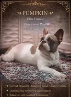 Pumpkin, a female French Bulldog for sale in Schenectady, NY – Photo 1 of 2