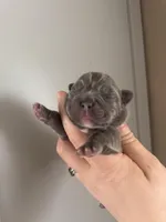 Full fluffy Lilac pink, a female French Bulldog for sale in Schenectady, NY – Photo 3 of 6