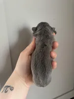 Full fluffy Lilac pink, a female French Bulldog for sale in Schenectady, NY – Photo 2 of 6