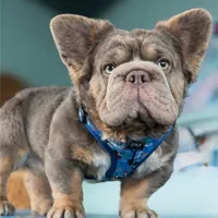 Full fluffy Lilac pink, a female French Bulldog for sale in Schenectady, NY – Photo 4 of 6