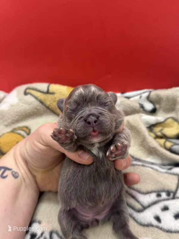 Full fluffy Lilac pink – French Bulldog puppy for sale in Schenectady, NY