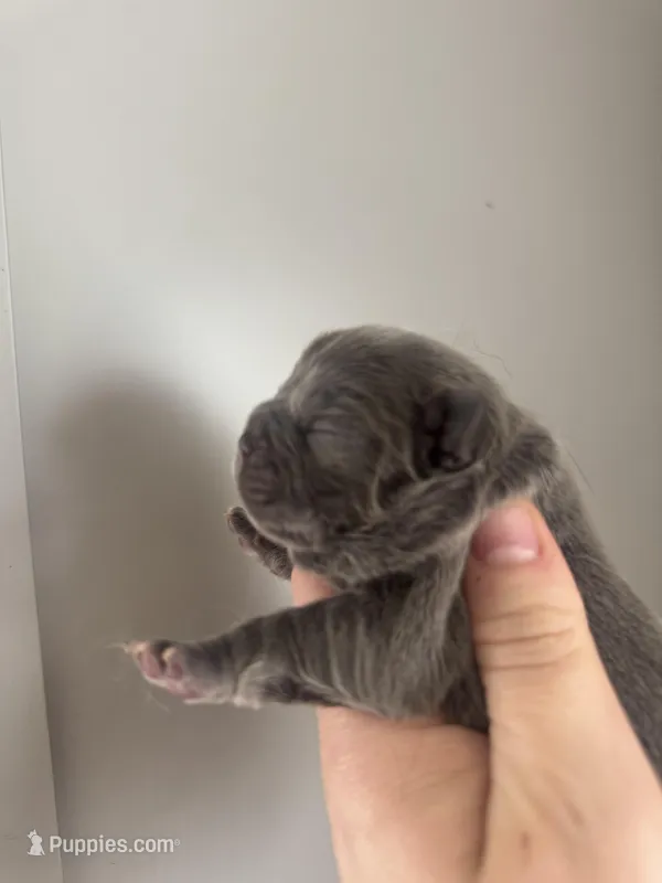 Full fluffy Lilac pink – French Bulldog puppy for sale in Schenectady, NY