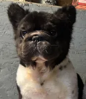 Full Fluffy Lilac Pink, a female French Bulldog for sale in Schenectady, NY – Photo 2 of 7